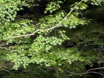 六義園に投稿された画像（2024/11/22）