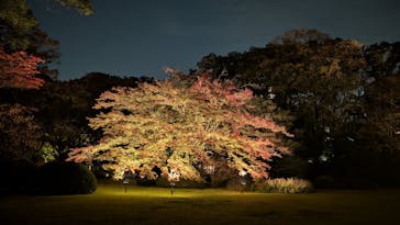 六義園に投稿された画像（2024/11/22）