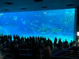 沖縄美ら海水族館に投稿された画像（2024/11/23）