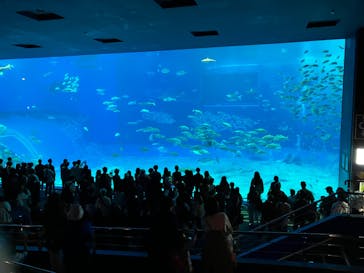 沖縄美ら海水族館に投稿された画像（2024/11/22）