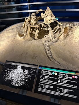福井県立恐竜博物館に投稿された画像（2024/11/22）