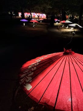 国営昭和記念公園 秋の夜散歩に投稿された画像（2024/11/22）