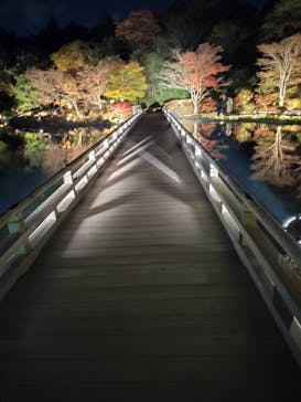 国営昭和記念公園 秋の夜散歩に投稿された画像（2024/11/22）