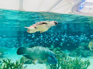 鴨川シーワールドに投稿された画像（2024/11/22）