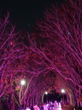 国営昭和記念公園 秋の夜散歩に投稿された画像（2024/11/22）