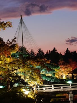 国営昭和記念公園 秋の夜散歩に投稿された画像（2024/11/22）