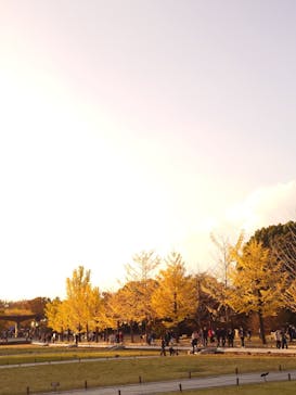 国営昭和記念公園 秋の夜散歩に投稿された画像（2024/11/22）