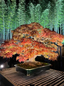 国営昭和記念公園 秋の夜散歩に投稿された画像（2024/11/22）