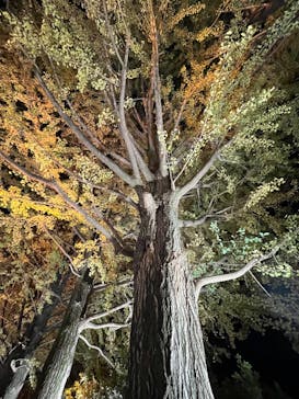 国営昭和記念公園 秋の夜散歩に投稿された画像（2024/11/22）