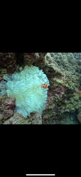 武藤潜水に投稿された画像（2024/11/23）