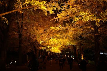 国営昭和記念公園 秋の夜散歩に投稿された画像（2024/11/23）