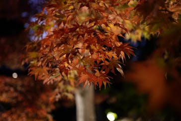 国営昭和記念公園 秋の夜散歩に投稿された画像（2024/11/23）