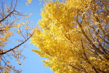 国営昭和記念公園 秋の夜散歩に投稿された画像（2024/11/23）