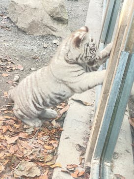 伊豆アニマルキングダムに投稿された画像（2024/11/23）