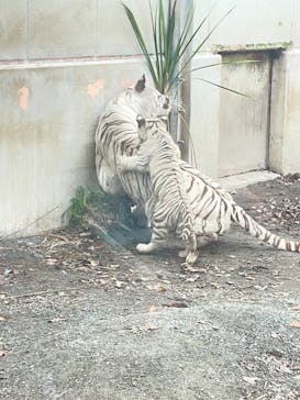 伊豆アニマルキングダムに投稿された画像（2024/11/23）