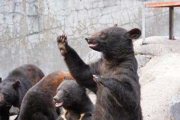 奥飛騨クマ牧場に投稿された画像（2024/5/21）