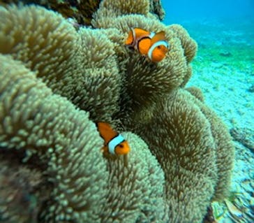 青の洞窟専門店　沖縄ダイビングショップ和に投稿された画像（2024/11/23）