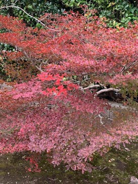 三溪園に投稿された画像（2024/11/23）