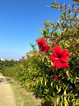首里城公園 有料区域に投稿された画像（2024/11/23）