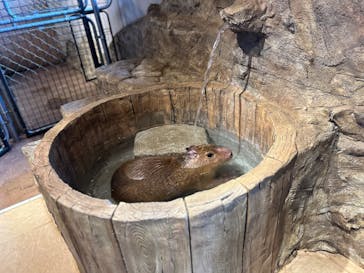 おさるランド＆アニタウン　日光さる軍団劇場に投稿された画像（2024/11/23）