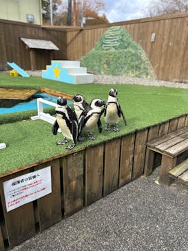 おさるランド＆アニタウン　日光さる軍団劇場に投稿された画像（2024/11/23）