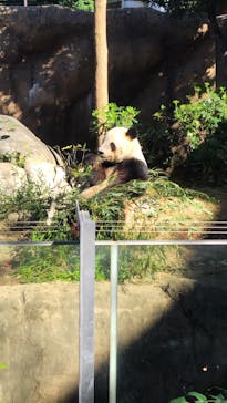 恩賜上野動物園に投稿された画像（2024/11/23）