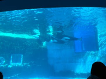 名古屋港水族館に投稿された画像（2024/11/23）