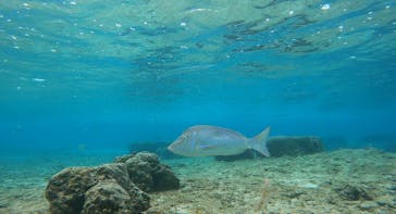 武藤潜水に投稿された画像（2024/11/23）