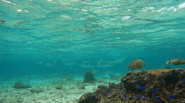 武藤潜水に投稿された画像（2024/11/23）