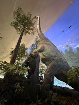 福井県立恐竜博物館に投稿された画像（2024/11/23）