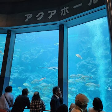 下田海中水族館に投稿された画像（2024/11/23）