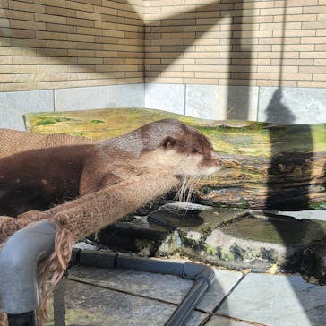 下田海中水族館に投稿された画像（2024/11/23）