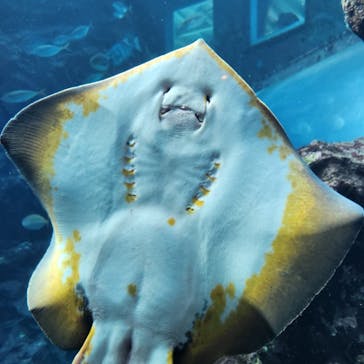 下田海中水族館に投稿された画像（2024/11/23）