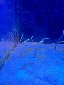 箱根園水族館に投稿された画像（2024/11/23）