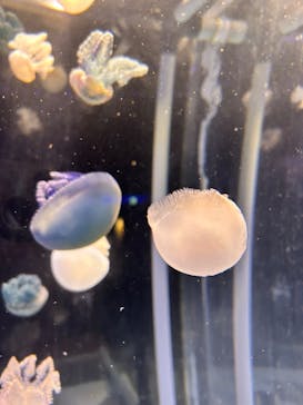 箱根園水族館に投稿された画像（2024/11/23）