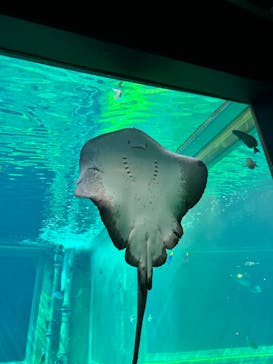 箱根園水族館に投稿された画像（2024/11/23）