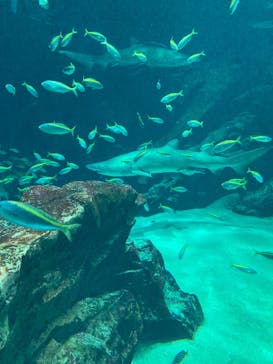マリンワールド海の中道に投稿された画像（2024/11/23）