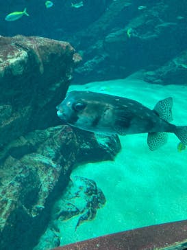 マリンワールド海の中道に投稿された画像（2024/11/23）
