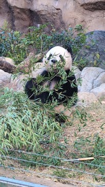 恩賜上野動物園に投稿された画像（2024/11/23）