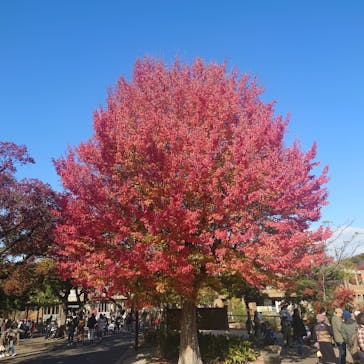 名古屋市東山動植物園に投稿された画像（2024/11/23）