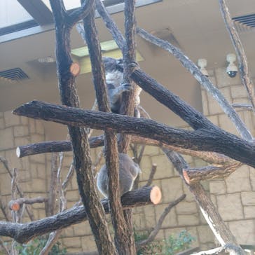 名古屋市東山動植物園に投稿された画像（2024/11/23）