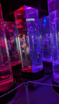 のとじま水族館に投稿された画像（2024/11/23）