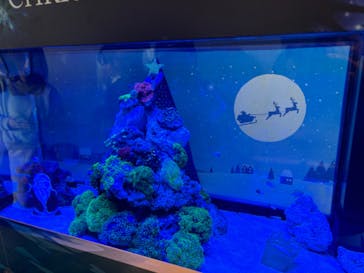 アクアワールド茨城県大洗水族館に投稿された画像（2024/11/23）