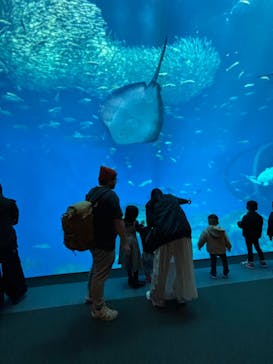 アクアワールド茨城県大洗水族館に投稿された画像（2024/11/23）
