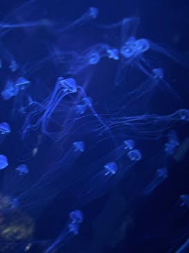 アクアワールド茨城県大洗水族館に投稿された画像（2024/11/23）