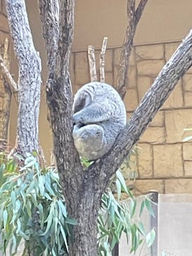 名古屋市東山動植物園に投稿された画像（2024/11/23）