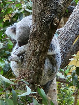 名古屋市東山動植物園に投稿された画像（2024/11/23）