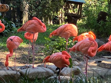 恩賜上野動物園に投稿された画像（2024/11/23）