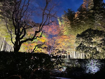 国営昭和記念公園 秋の夜散歩に投稿された画像（2024/11/23）