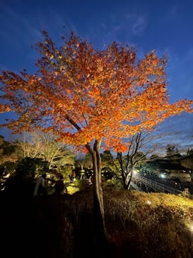 国営昭和記念公園 秋の夜散歩に投稿された画像（2024/11/23）
